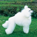 Poodle Miniature White